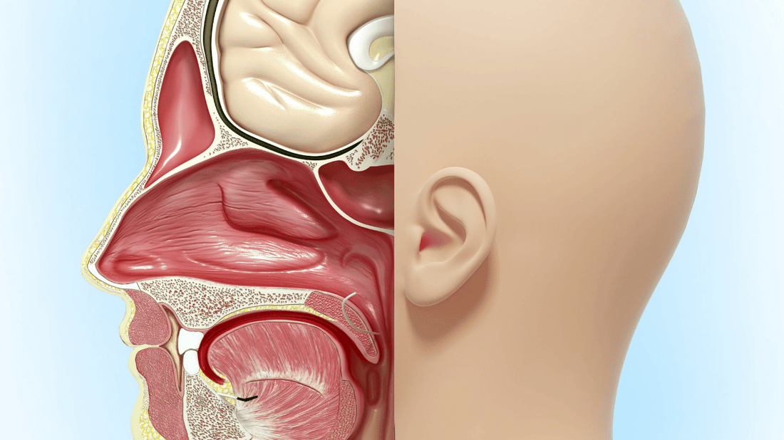 The Benefits of Mouth Taping and Nasal Breathing - Titan Recovery